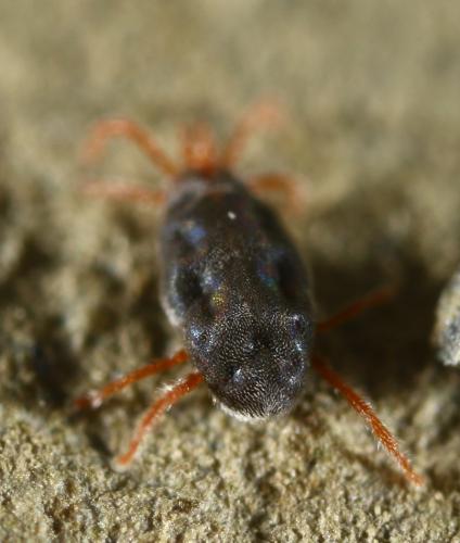 Abrolophus passerinii